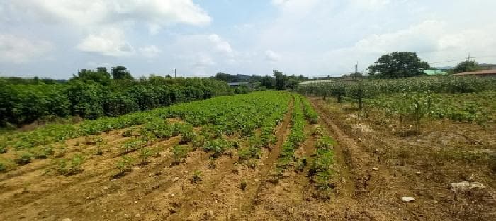 경기도 연천군 미산면 삼화리 96
