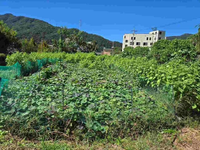 경기도 양평군 서종면 문호리 611-1