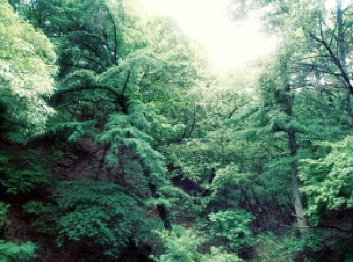 경기도 안성시 죽산면 용설리 산106-7