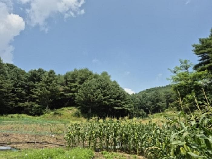 강원특별자치도 횡성군 둔내면 석문리 산49-14