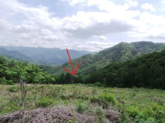 강원특별자치도 평창군 대화면 상안미리 산579