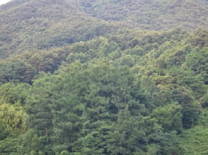 충청북도 제천시 수산면 대전리 산25