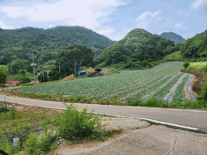 충청북도 단양군 매포읍 하시리 4-1 외 1 필지