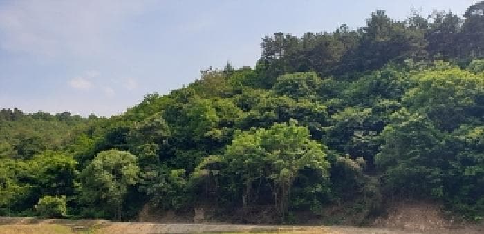 충청남도 예산군 광시면 서초정리 산117