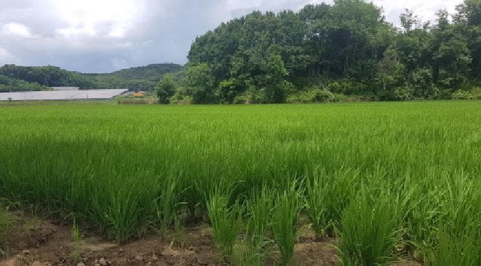 충청남도 천안시 동남구 성남면 화성리 365-2 외 1 필지