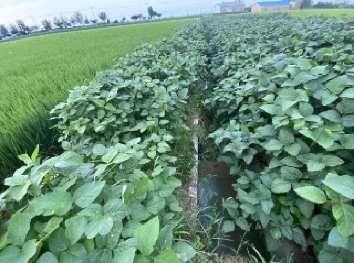 충청남도 당진시 합덕읍 도리 75-1