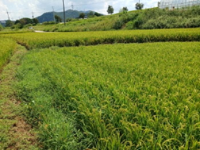충청남도 서산시 운산면 용장리 543-6