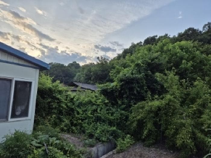 경상북도 의성군 안평면 도옥리 205-10