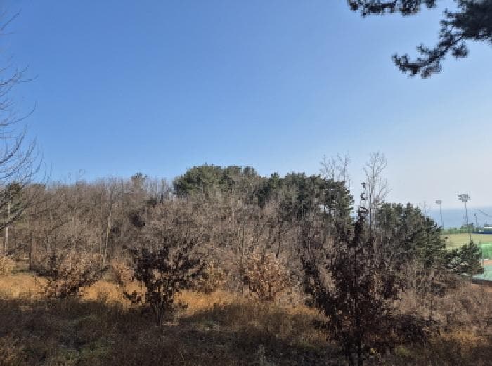 경상북도 영덕군 강구면 강구리 168