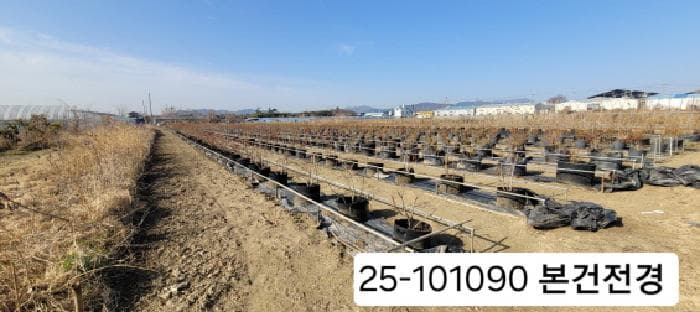 부산광역시 강서구 대저2동 513-48