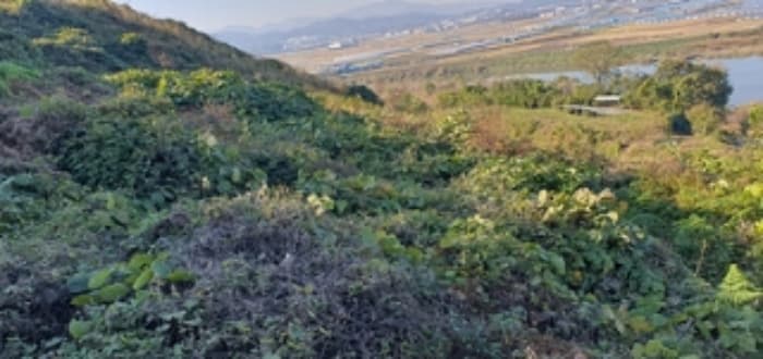 경상남도 김해시 한림면 금곡리 산35-4