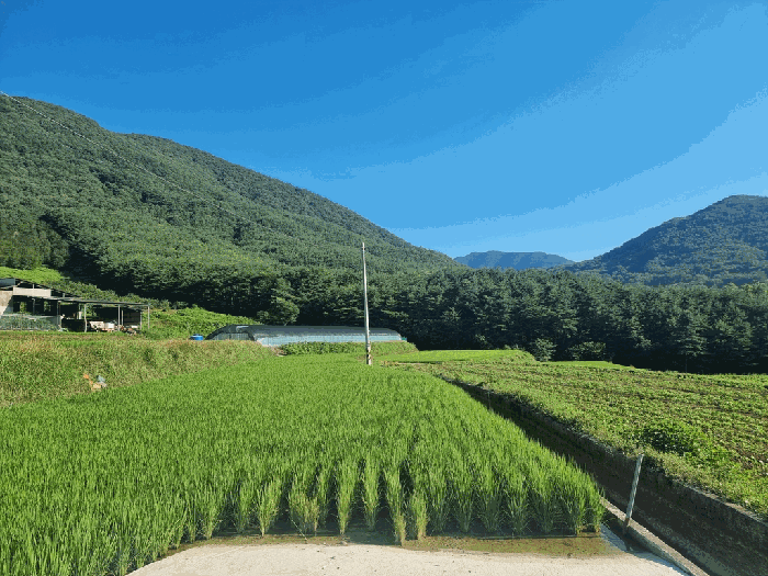 경상남도 산청군 단성면 운리 393-6 주1동 외 5 필지