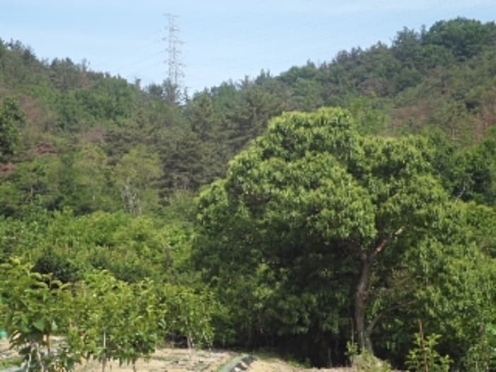 경상남도 밀양시 부북면 제대리 539-1