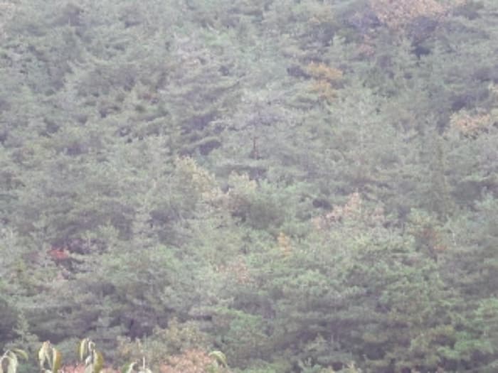 경상남도 밀양시 단장면 구천리 584-3
