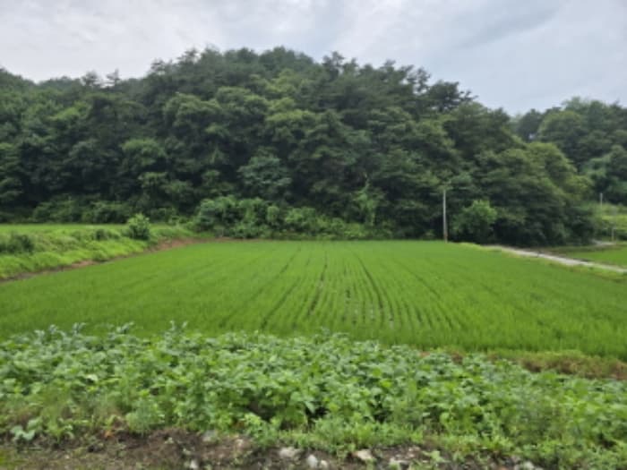 경상남도 함양군 안의면 초동리 699