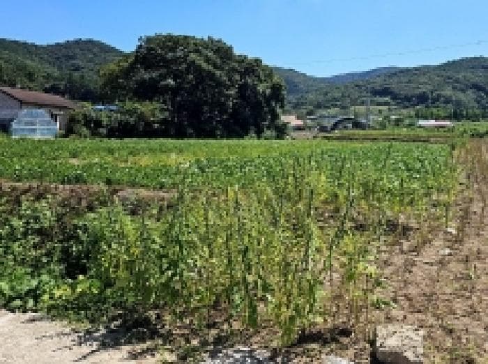 전라남도 진도군 고군면 석현리 882