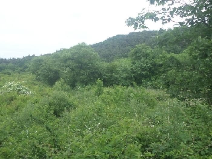 전북특별자치도 임실군 임실읍 정월리 1164-2