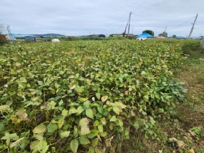 전북특별자치도 부안군 상서면 고잔리 207-3